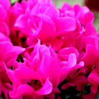 ブーゲンビリア,ガーデンシクラメン,過去picより,クリスマス仕様,日比谷花壇大船フラワーセンター ♥の画像