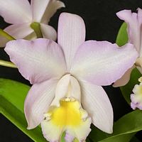 カトレア,キャンディータフト,‘フェアリーフロッス’の画像