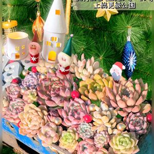 多肉植物,多肉ちゃん,succulent,ワクワク♡,楽しい時間の画像