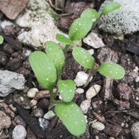 ネモフィラ,ガーデニング,発芽,ネコ好き,こぼれ種の画像