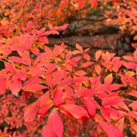 ドウダンツツジ,紅葉シーズン,熱海,富山支部,富山の画像