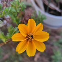 サンスベリア,ガジュマル,カラテア,ビデンス ゴールデンエンパイア,花のある暮らしの画像