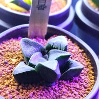 ハオルチア,ハオルチア オブツーサ,多肉植物,多肉大好きの画像