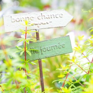 愛のかんざしルナレモン,カラーリーフ,かわいいな♡,植物のある暮らし,植中毒の画像