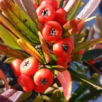 ピラカンサ,ピラカンサの実,アニメ風の画像