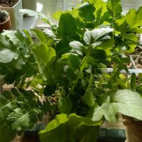 大根菜,つまみ菜,つまみ菜,室内栽培,家庭菜園の画像