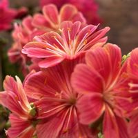 レウィシア,スベリヒユ科,ホームセンター,花のある暮らし,花が好きの画像