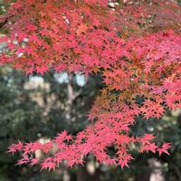 モミジ,お散歩の画像