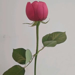 バラ,薔薇,バラ、薔薇、ばら,バラ　セントジェームスパーク,一人一花の画像