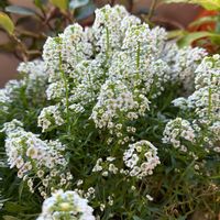 スイートアリッサム の画像