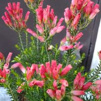 エリカクリスマスパレード,寄せ植え,鉢植え,ガーデニング,散策の画像