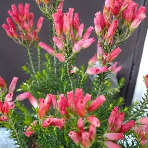 エリカクリスマスパレード,寄せ植え,鉢植え,ガーデニング,散策の画像