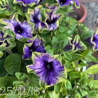 ペチュニア,ガーデニング,挿し木,玄関前庭,玄関アプローチの画像