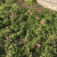 カタバミ,カタバミ,オキザリス ボーウィー (ハナカタバミ),オキザリス ボーウィー (ハナカタバミ),オキザリス ボーウィー (ハナカタバミ)の画像