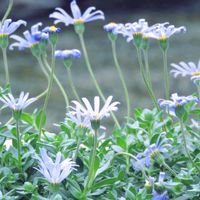 ブルーデージー,ブルーデージー,青い花,大好きな花,佐野植物公園の画像