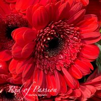 ガーベラ,ハナグルマ,フラワーアレンジメント,キク科,花のある暮らしの画像