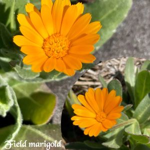 フユシラズ,フユシラズ,山野草,ビタミンカラー,꒰ღ˘◡˘ற꒱かわゅ~の画像