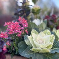 ネメシア,ハボタン,スキミア,感謝,ありがとう♡の画像