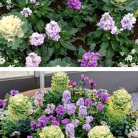 イチゴノキ,ストック,バラ,葉牡丹,スプーン咲き菊の画像