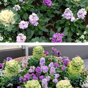 イチゴノキ,ストック,バラ,葉牡丹,スプーン咲き菊の画像