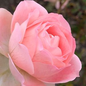 バラ,ばら バラ 薔薇,せんだい農業園芸センター,るる,木曜日は桃色の画像