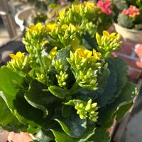 カランコエ,平和を願う☆,いつまでも友達でいよう♡,玄関アプローチの画像