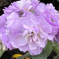 サンパチェンス,サンパチェンス,ビオラ,ビオラ,八重咲きストックの画像