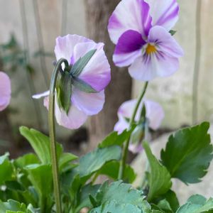 ロカハーツ 姫手毬,地植え,赤紫の花,おうち園芸,元気に育ててますよの画像