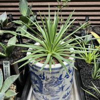 アガベ,アガベ・ペトロフィラの画像