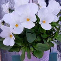 クリスマスローズ,スイセン,ビオラ,ミニ水仙  ティタティタ,ビオラ ドレープ・シエナの画像