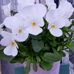 クリスマスローズ,スイセン,ビオラ,ミニ水仙  ティタティタ,ビオラ ドレープシエナの画像