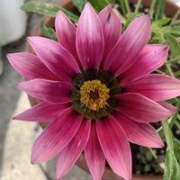 ガーベラ,ガザニア,ペチュニア,八重咲きペチュニア,ミニチュアシュナウザーの画像