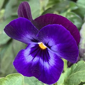 ビオラ・パンジー,#ガーデニング,青い花マニア,エクステリアの画像