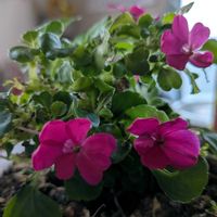 ストレプトカーパス,室内,ベビーインパチェンスの画像