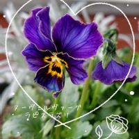 ヌーヴェルヴァーグ　ラピスラズリ,ビオラ　ラピスラズリ,プランター植え,ビオラ・パンジー,ガーデニング初心者の画像