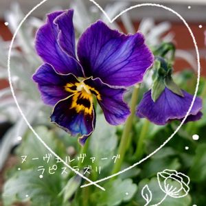 ヌーヴェルヴァーグ　ラピスラズリ,ビオラ　ラピスラズリ,プランター植え,ビオラ・パンジー,ガーデニング初心者の画像