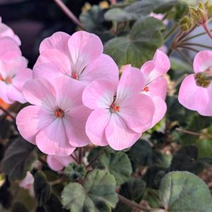 ゼラニウム,ピンクの花,今日も笑顔で♡,かわちい,Happiness♡♡の画像