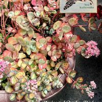 ツメレンゲ,斑入りミセバヤ,モミジバサンゴ,多肉植物,山野草の画像