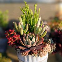 オウンスロー,多肉植物,育てやすい多肉植物,多肉植物寄せ植え,普及種の画像