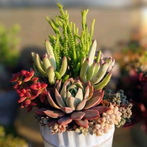 オウンスロー,多肉植物,育てやすい多肉植物,多肉植物寄せ植え,普及種の画像