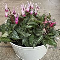 シクラメン,シクラメン ピーコック,シクラメン ピーコック,花のある暮らし,お楽しみ❀.(*´▽`*)❀.の画像