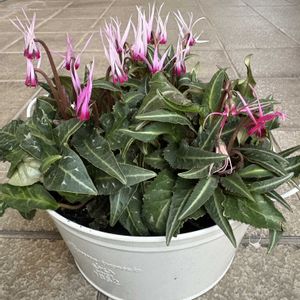 シクラメン,シクラメン ピーコック,シクラメン ピーコック,花のある暮らし,お楽しみ❀.(*´▽`*)❀.の画像