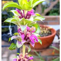 ベルガモット,ガーデニング,花のある暮らし,小さな庭,庭の画像