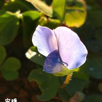 ツバキ,ブルークローバー,ダッチェスオブサザーランド,種まき,花のある暮らしの画像