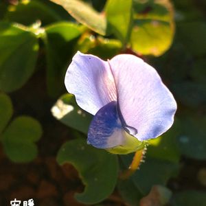 ツバキ,ブルークローバー,ダッチェスオブサザーランド,種まき,花のある暮らしの画像