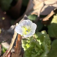 オオイヌノフグリ,山野草,里山での出会い❁¨̮,シロバナとの出会いꕤ୭の画像