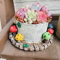 セダム,多肉植物,多肉寄せ植え,エケベリア属,もりもり多肉の画像