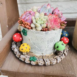 セダム,多肉植物,多肉寄せ植え,エケベリア属,もりもり多肉の画像