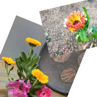 花のある暮らし,お出かけ先にて,花咲く乙女たち♡,植物色の毎日♡,和室の画像