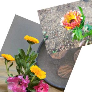 花のある暮らし,お出かけ先にて,花咲く乙女たち♡,植物色の毎日♡,和室の画像